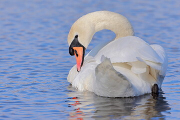 Obraz premium Mute swan, Cygnus olor, Czech republic