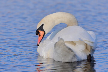 Mute swan, Cygnus olor, Czech republic