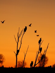 Obraz premium Precioso amanecer de un frio invierno en un lago con muchas aves.