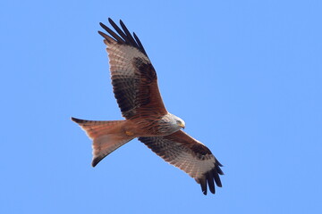 Red kite, Milvus milvus, Czech republic