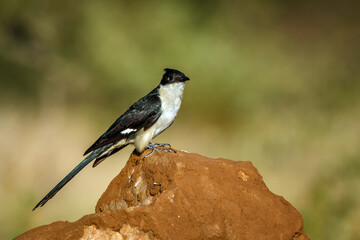 Pied Cuckoo standing on a rock after bath in Greater Kruger National park, South Africa ; Specie Clamator jacobinus family of Cuculidae