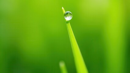 Macro photography of a dew drop on a curved grass blade at sunrise	