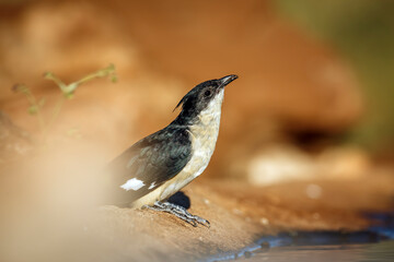 Pied Cuckoo drinking at waterhole with blur foreground in Greater Kruger National park, South Africa ; Specie Clamator jacobinus family of Cuculidae