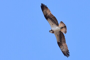 Osprey, Pandion haliaetus, Czech republic