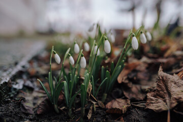 Snowdrops at the spring ground