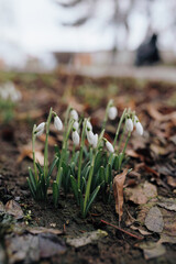 Snowdrops at the spring ground