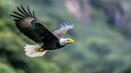 Obraz premium Bald eagle in flight over lush green forest