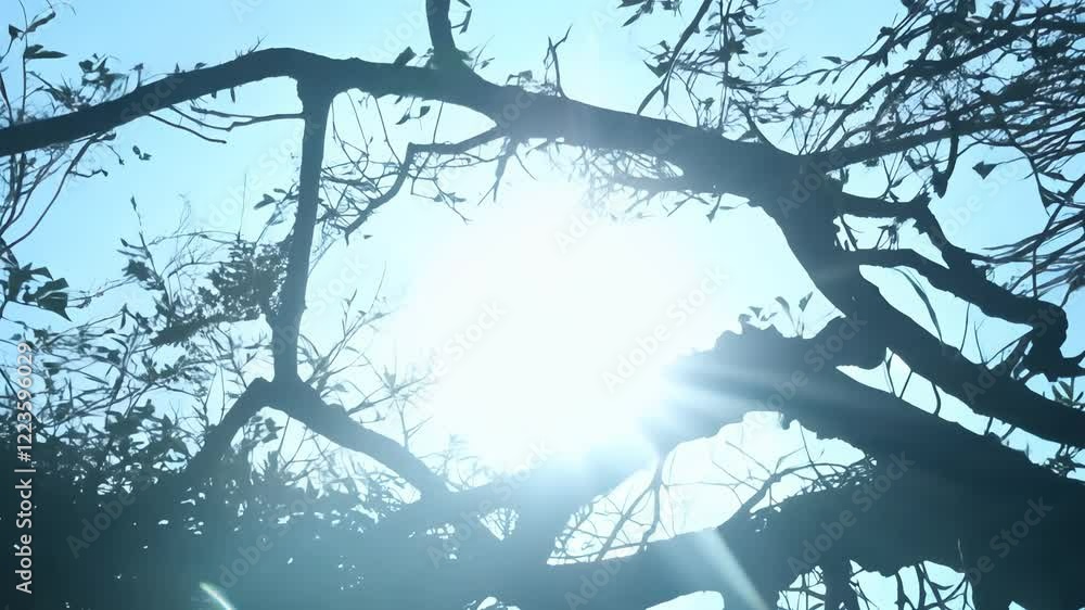 Poster zoom in video into the silhouette of branching tree-like structures against a bright sky, the branch