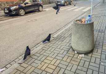 A group of crows gathered on the sidewalk next to a trash can, showcasing urban wildlife...
