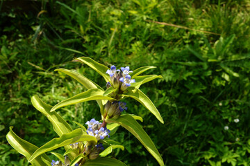 Beautiful blue-violet willow Gentian (Gentiana asclepiadea). It occurs primarily in mountain woodland.