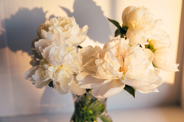 White peony flowers in glass vase in soft sunset light. Delicate beauty of white peonies bathed in the golden sunset casting soft shadows. A serene composition spring blooming. Trendy sun light.