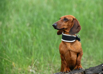 dachshund dog in the grass