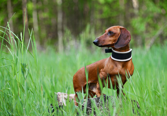dachshund puppy in the grass