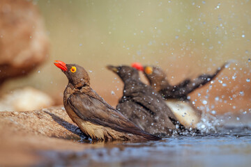 Red billed Oxpecker family bathing in waterhole in Greater Kruger National park, South Africa ; Specie Buphagus erythrorhynchus family of Buphagidae
