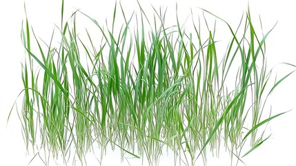 Naklejka premium Isolated Grass Field on White Background