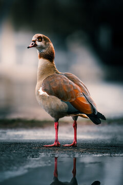 Duck Ente
