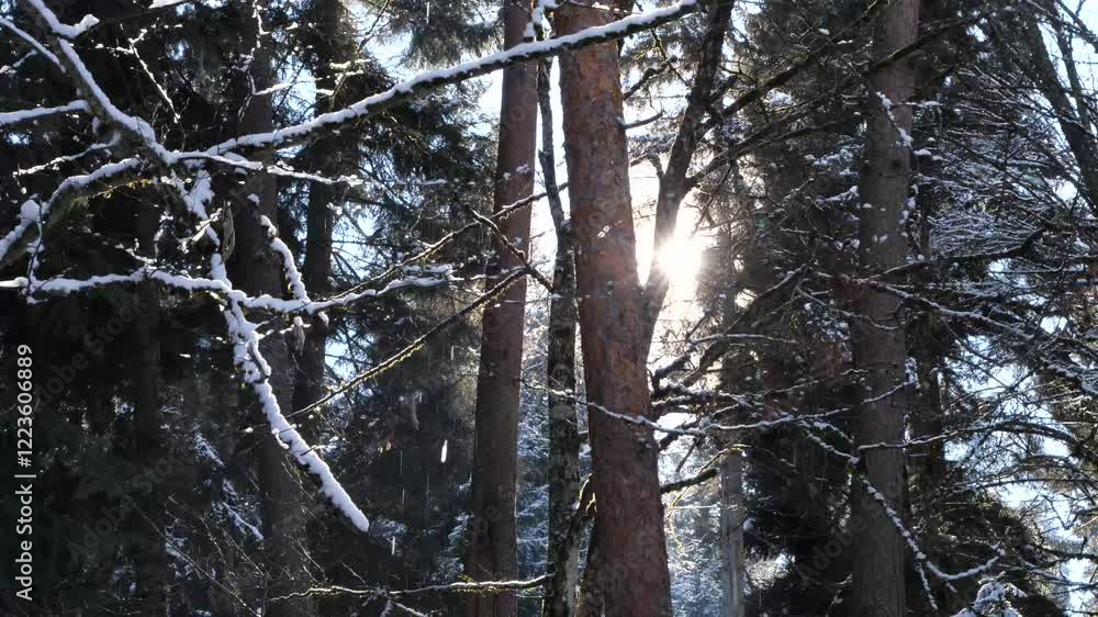 Poster sunlight filters through snowy trees in a tranquil forest, handheld shot. snow-covered forest with s