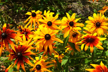 Yellow daisies with brown centers growing freely