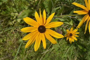Yellow daisies with brown centers growing freely