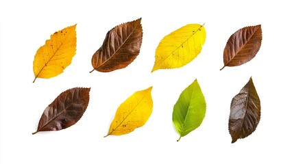 Fototapeta premium Colorful Autumn Leaves Displayed on White Background for Nature Lovers