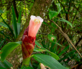 Costus spicatus known as monkey cane, marsh cane, herbaceous plant, dark green sheath, reddish stem and pink flowers, at Canto do Sabiá site, Ibirité, Minas Gerais
