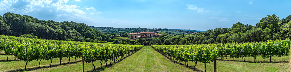 Fototapeta premium Rows of grapevines stretch toward a large estate nestled among lush greenery under a clear blue sky. Concept of vineyard landscape and agriculture. For wine production