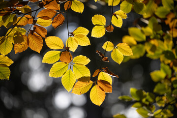 Buchenblätter im Herbst