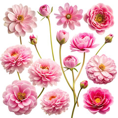 Pink Ranunculus Flowers Bloom Botanical Beauty Nature Soft Plant Fresh Macro    