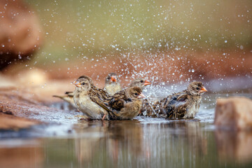 Small group of Red-billed Quelea bathing in waterhole in Greater Kruger National park, South Africa ; Specie Quelea quelea family of Ploceidae