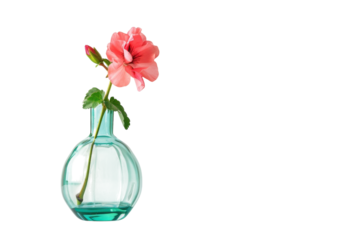 A delicate pink flower in a clear glass vase stands elegantly on a light background, showcasing the beauty of simplicity in modern decor isolated on transparent background