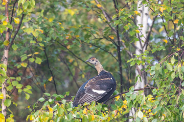 A young black grouse sits on a birch branch