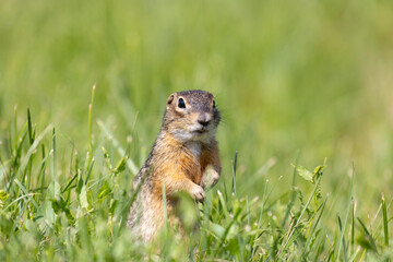 Gopher stands in the grass on a summer day