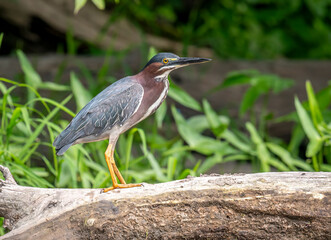 Green Heron
