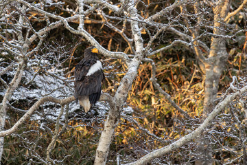 Steller's sea eagle sits on a tree branch. Winter. Kunashir