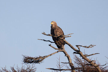 White-tailed eagle sits on a tree against the sky