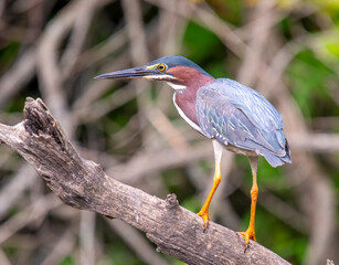 Green Heron