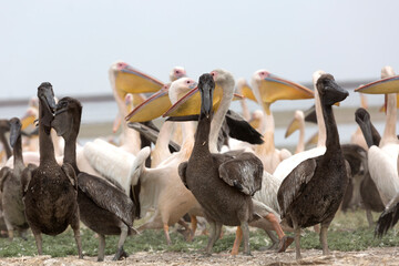Pink pelicans with chicks on the shore of Lake Manich-Gudilo in Kalmykia, Russia