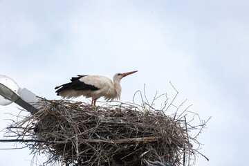 White stork on a nest against a blue sky