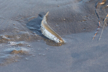 A small fish lies on the sand on the seashore