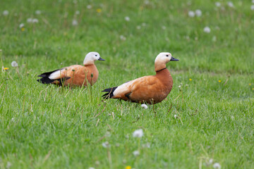 Two Ruddy shelducks stand on the green grass