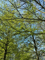 trees and sky in the summer 