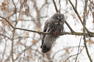Great gray owl sitting on a tree branch with a caught mouse