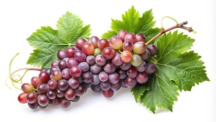 Fototapeta premium Red Grapes on Vine with Leaves
