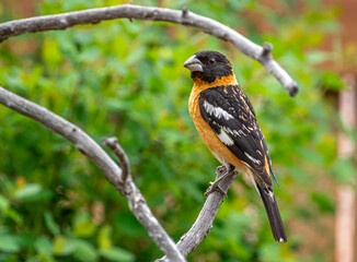 Black-headed Grosbeak