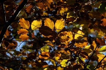 Buchenblätter in Herbstfarben