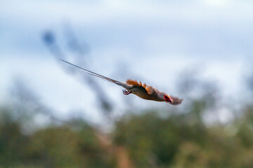 Red faced Mousebird in flight isolated in natural background in Greater Kruger National park, South...
