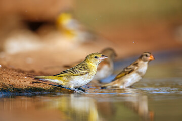 Red headed weaver taking a bath in waterhole  in Greater Kruger National park, South Africa ; Specie Anaplectes rubriceps family of Ploceidae