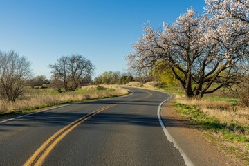 Fototapeta premium Almond Blossoms in Spring Almond trees in full bloom with soft pink and white blossoms under a clear blue sky