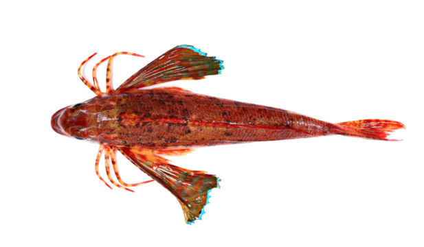 Piper gurnard , Trigla lyra, isolated on white, top view