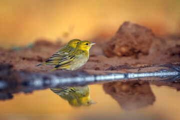 Red headed weaver standing along waterhole in morning light  in Greater Kruger National park, South...